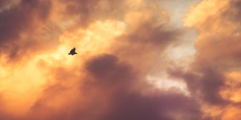 NBA选秀状元水货与超巨的职业生涯对比研究：天赋、机遇与个人发展的关键因素